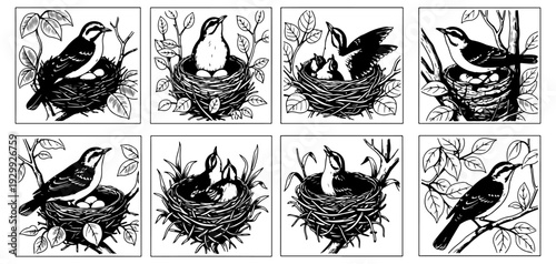 A variety of birds illustrated in intricate black and white drawings