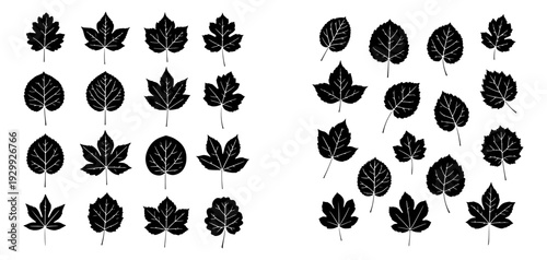 Comparing the intricate patterns of maple and oak leaves in a detailed illustration.