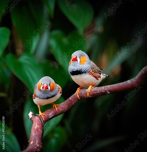Two zebra finches sit closely on a brown branch surrounded by lush green leaves. The finches are captured with vivid detail, highlighting their distinct plumage patterns.