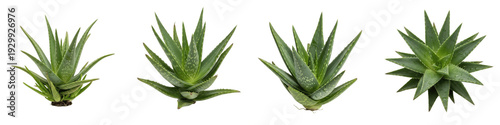 Set and collection of fresh green aloe vera plants and succulent rosettes isolated on white transparent png background.