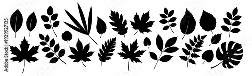 An assortment of black and white leaf and plant illustrations.