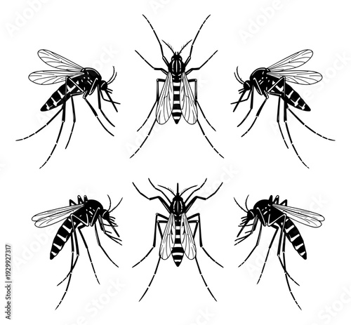 Illustrations of different species of mosquitoes in various stages of development.