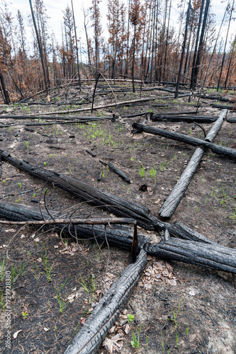 Canada, BC, Clinton.  Burned trees after forest fire in the BC Cariboo district.