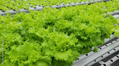 cultivating fresh lettuce,, crisphead using the hydroponic method in a greenhouse