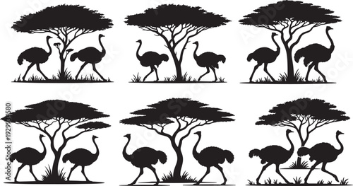 set of Two Ostriches Walking Past Acacia Tree in Savanna – Black and White Silhouette Vector Illustration