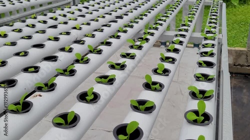 cultivating small lettuce using the hydroponic method in a greenhouse