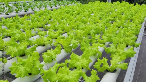 cultivating fresh lettuce,, crisphead using the hydroponic method in a greenhouse