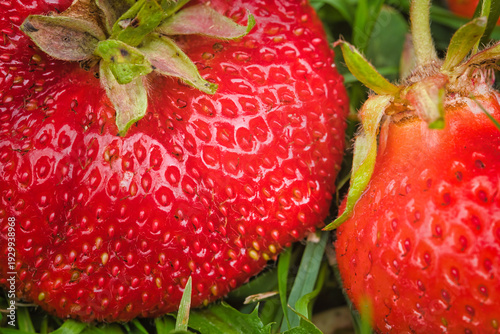 Macro close-up of fresh ripe red strawberries lying on green grass in a garden