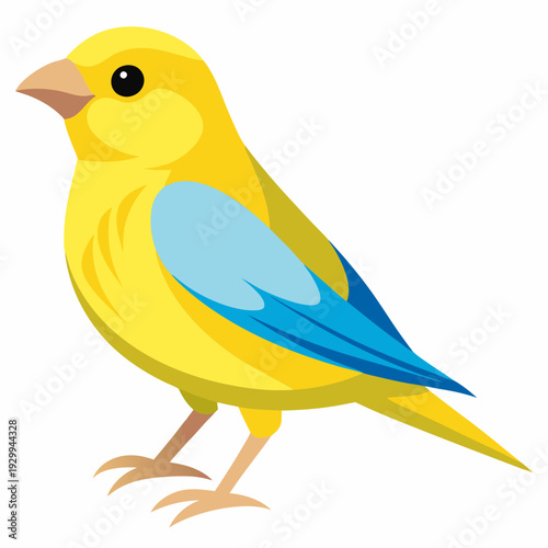 Canari domestique (Serinus Canaria Domestica) - 19ème siècle