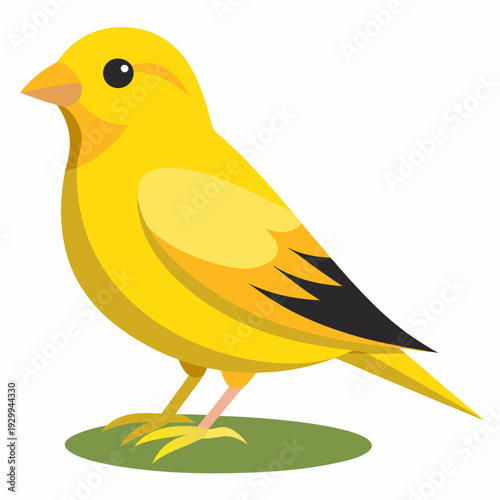 Canari domestique (Serinus Canaria Domestica) - 19ème siècle