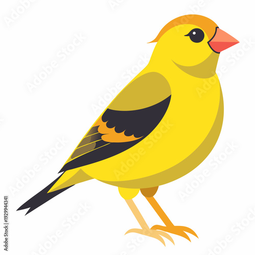 Canari domestique (Serinus Canaria Domestica) - 19ème siècle