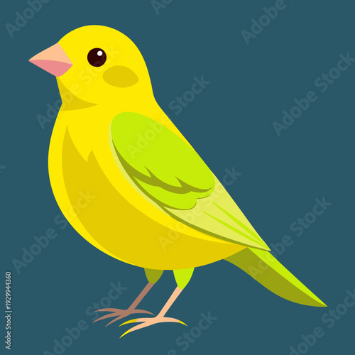 Canari domestique (Serinus Canaria Domestica) - 19ème siècle