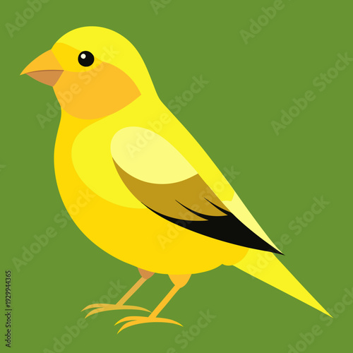 Canari domestique (Serinus Canaria Domestica) - 19ème siècle