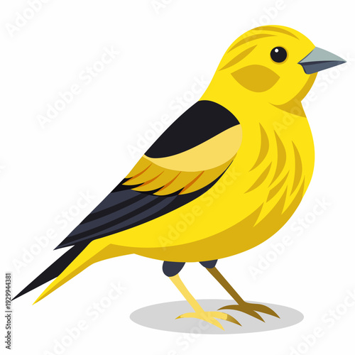 Canari domestique (Serinus Canaria Domestica) - 19ème siècle