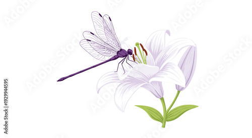 A detailed purple dragonfly with intricate wings rests gently on a vibrant white lily flower with a green stem against a clean background.