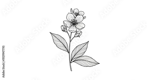 Hand-drawn botanical illustration of a delicate jasmine flower with leaves and buds.