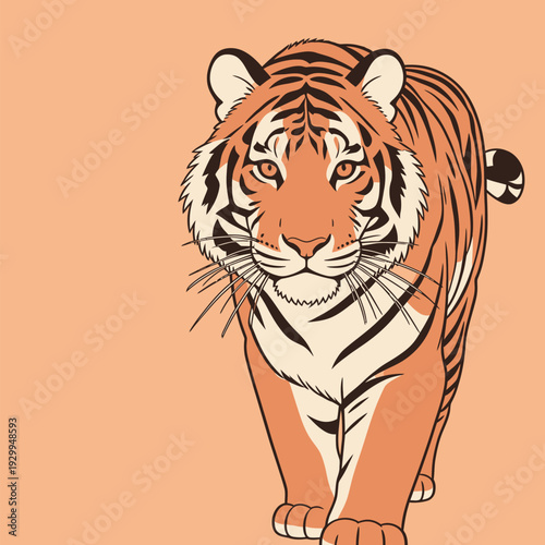 A tiger moves forward with its body slightly angled. Its stripes are clear on a simple backdrop. The tiger's eyes look directly ahead.
