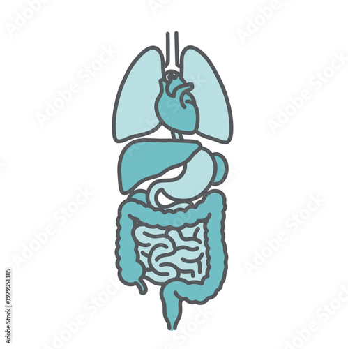 肺・心臓・胃腸など主要な内臓・臓器のイラスト