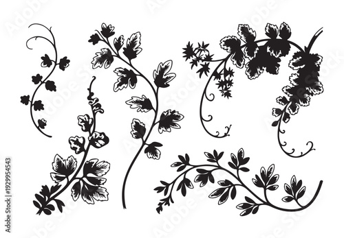 Set of 6 black and white hand drawn foliage, leaves and floral ornaments, vector illustration