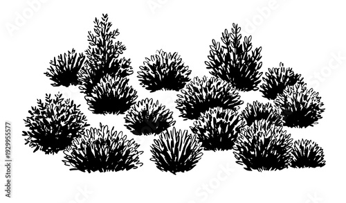 Charcoal Style Shrub and Bush Vector Illustration Collection Rustic Botanical Art
