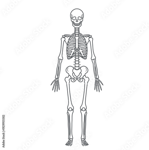骨格・スケルトンの人体図モデルのイラスト（全身・正面・線画）