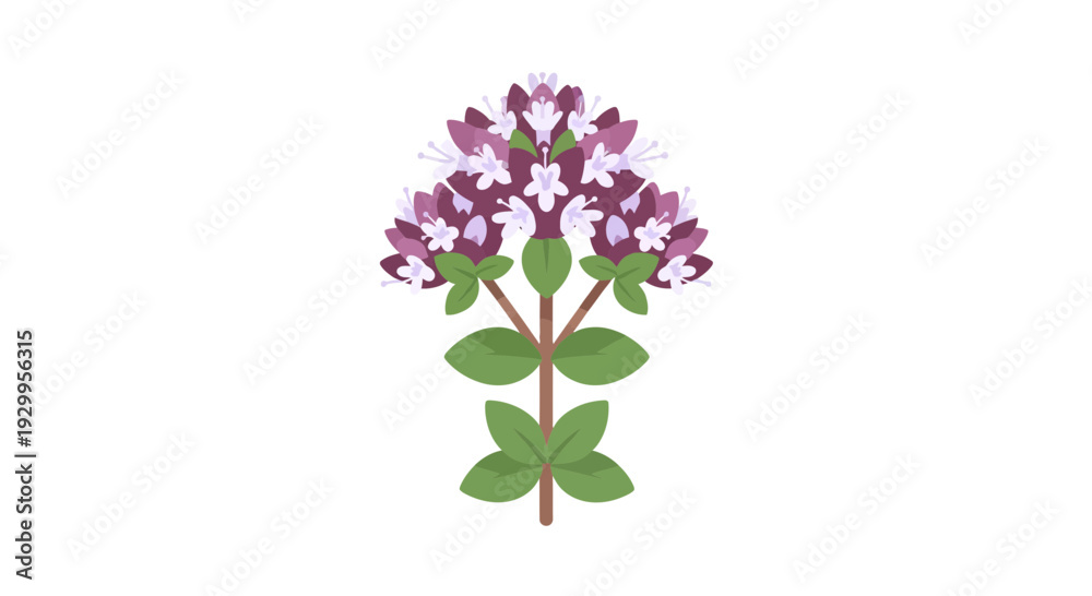 Obraz premium Oregano plant illustration, vector style graphic, for culinary and herbal medicine, isolated on white
