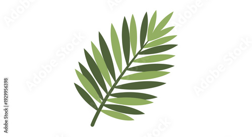 Palm Leaf Vector Illustration, Flat Design, Tropical Nature, Summer Concept, Isolated Element