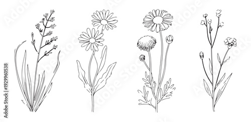 Rustic wildflower sketches with loose ink strokes featuring chamomile heads and grassy stems for stationery