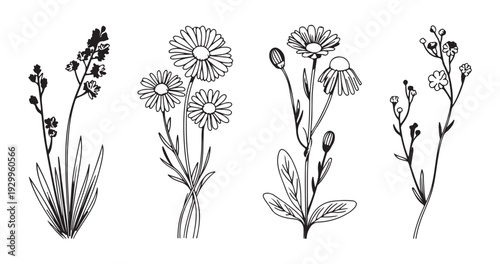Detailed floral line drawings showing wild chamomile and tiny meadow blossoms with elegant leaf structures