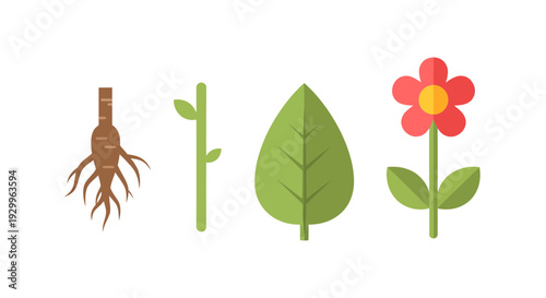 Plant parts vector illustration, flat design, for botany, nature, and educational uses.