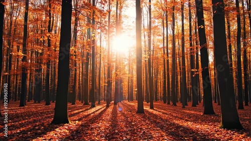 Wallpaper Mural Forest scene with tall, slender trees and autumn foliage. Sunlight streams through canopy Torontodigital.ca