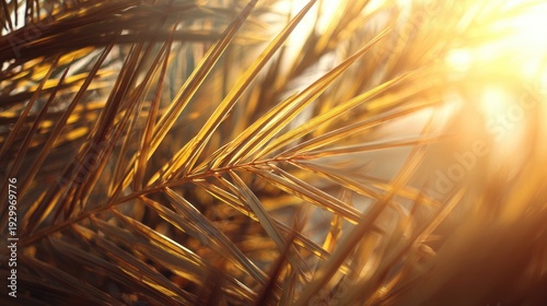 close up of wheat ears