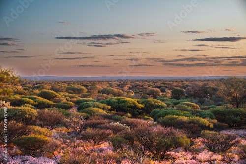 Canvastavla Outback landscape with wildflowers at sunset light