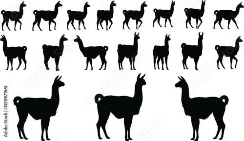 Llama and alpaca silhouettes collection, black vector illustration set of standing and walking animals for farm design, logos, wildlife graphics