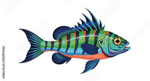 A colorful tropical fish with blue green and orange stripes and a spiny dorsal fin swims across a solid white background.