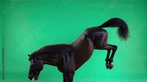 Majestic black horse rearing up on green background