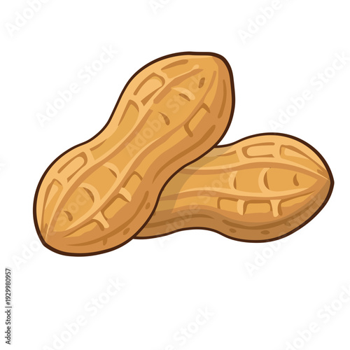 Two Whole Peanuts Vector Illustration