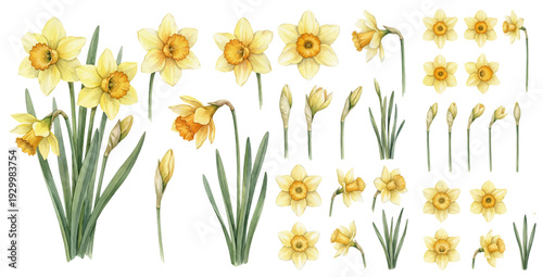A charming watercolor collection of yellow daffodils, including blooms, buds, stems, and botanical leaves.