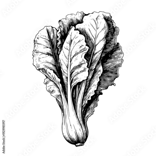 Detailed hand-drawn illustration of a fresh leafy green vegetable, perfect for healthy food designs, organic branding, and culinary concepts, available on adobe stock