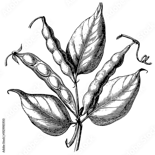 Classic botanical illustration of fresh bean pods and lush leaves, evoking traditional harvest ingredients for healthy cooking, available on adobe stock for culinary and garden-themed designs