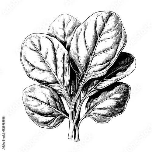 Hand Drawn Illustration of Fresh Green Spinach Leaves Adobe Stock, Botanical Art