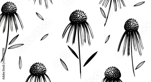 Black and White Echinacea Flower Pattern Illustration.