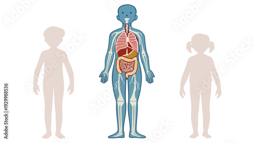 Infographic illustrating human anatomy with focus on internal organs and skeletal structure for children and adults, presented in a clean, educational style.