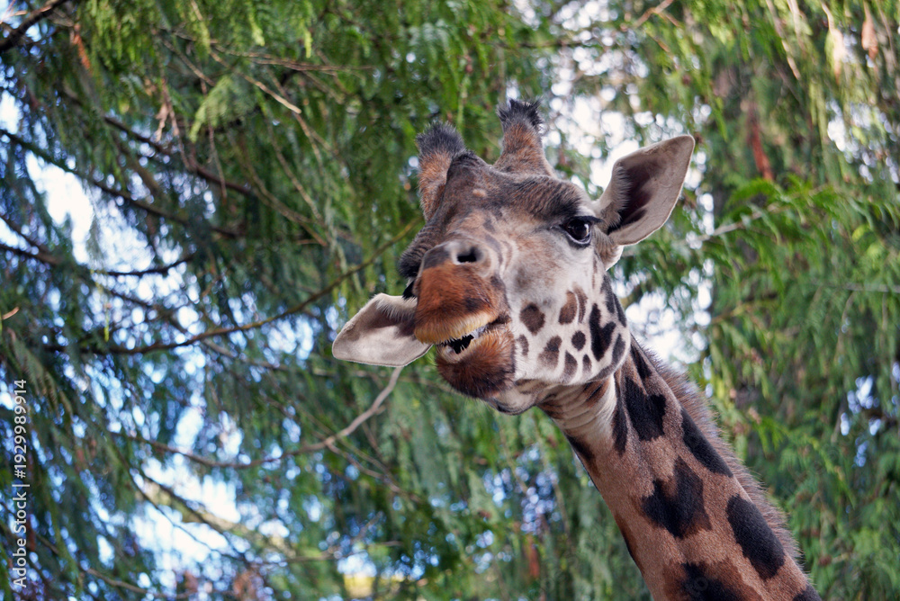 Obraz premium Giraffe Chewing Leaves Close Up