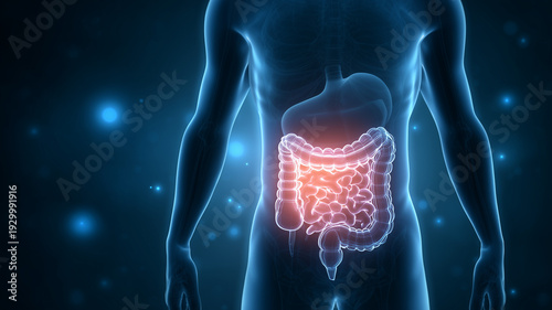人間の大腸の3Dイラスト｜消化器系の疾患、炎症、痛みを表現