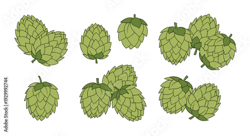 Multiple clusters of green hops with layered scale textures are arranged in small groups and single units across a plain white background for a beer ingredient design.