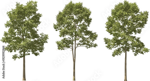 Three trees with green leaves standing side by side in a row viewed from the front
