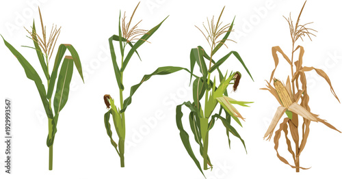 Illustration of corn plants at various stages of growth and decay, showcasing green and dry leaves from different viewpoints
