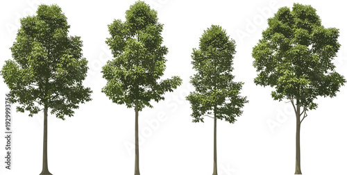 Four trees with green leaves standing in a row, viewed from the front
