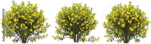 Three flowering bushes with vibrant yellow blooms in full bloom, arranged side by side, showcasing their lush foliage and floral beauty